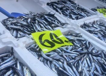 Balık fiyatları niyet, ağır ilgi başladı