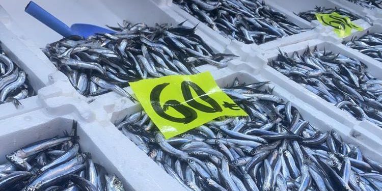 Balık fiyatları niyet, ağır ilgi başladı