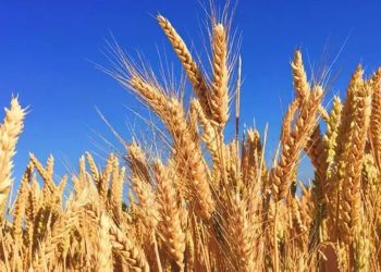 ‘Buğdayda gerilim ortadan kalktı’