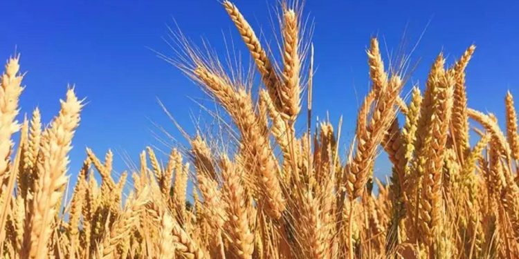 ‘Buğdayda gerilim ortadan kalktı’