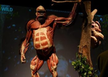 Çağdaş Nuh’un gemisi üzere