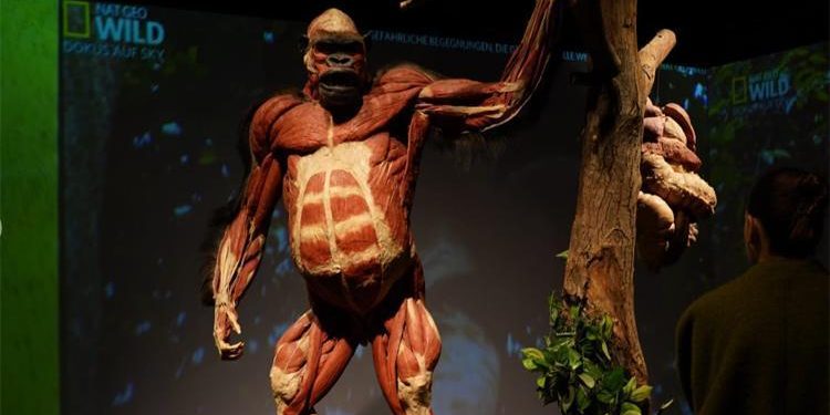 Çağdaş Nuh’un gemisi üzere