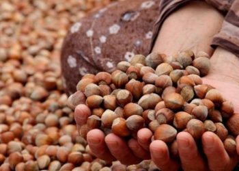 Fındık 100 lirada direniyor