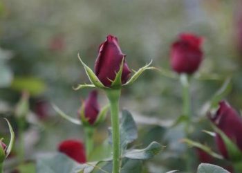 Gül üreticisi çoğaldı