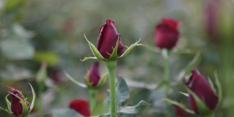 Gül üreticisi çoğaldı