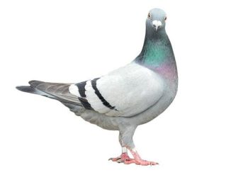 Güvercine çarpan sürücü tutuklandı