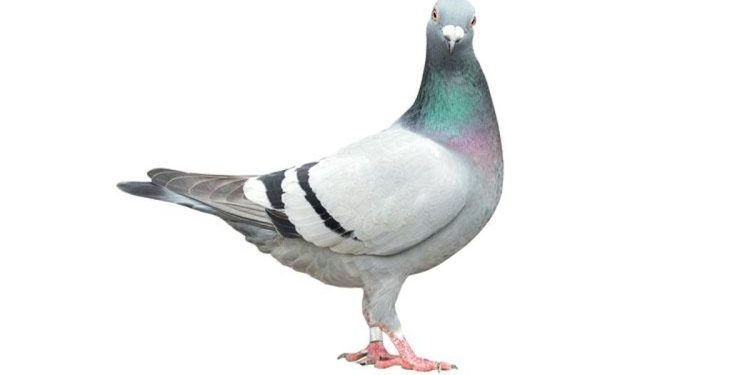 Güvercine çarpan sürücü tutuklandı