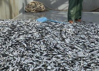 İstavrit bolluğu başladı