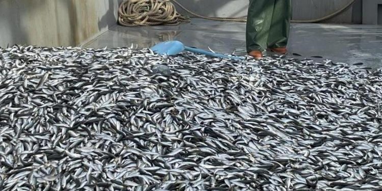 İstavrit bolluğu başladı