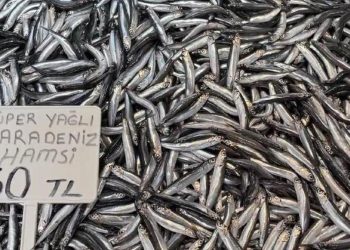 Karadeniz’de hamsi bollluğu