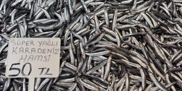Karadeniz’de hamsi bollluğu