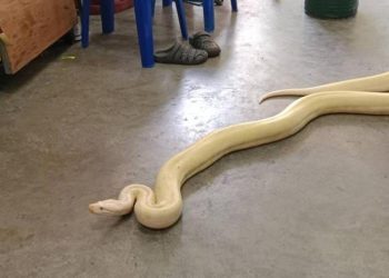 Kentin göbeğinde 4 metrelik dev piton