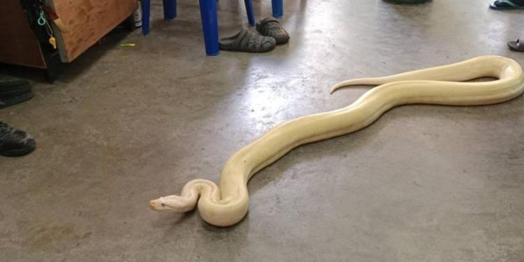 Kentin göbeğinde 4 metrelik dev piton