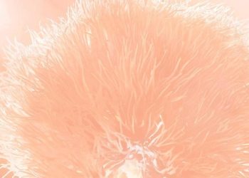 Pantone şeftali tüyü rengini 2024’ün rengi seçti! Nedeni açıklandı