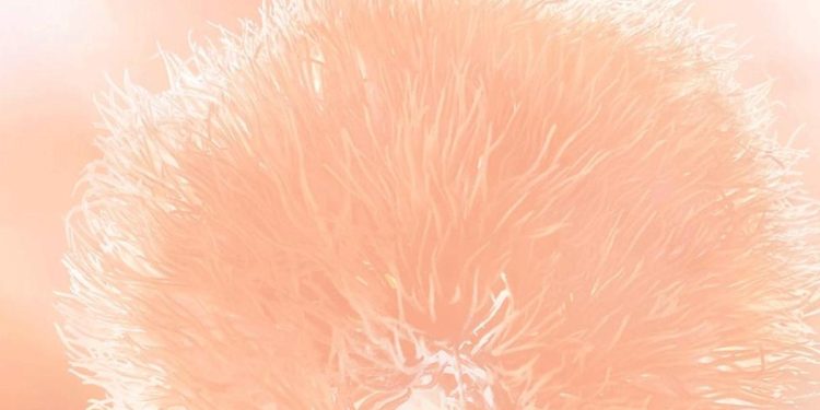 Pantone şeftali tüyü rengini 2024’ün rengi seçti! Nedeni açıklandı