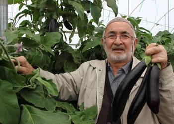 Patlıcanların kilosu 5 lirayken sökmedi, artık 17 liradan satıyor! “Tel altlarına dikmiştik, kimse kestirim etmezdi”