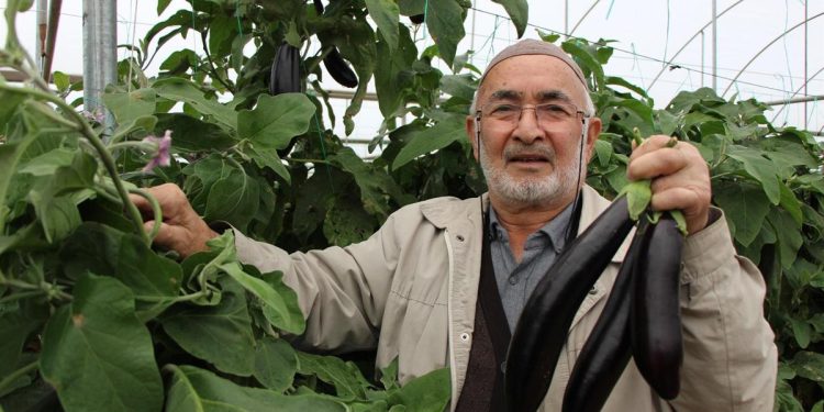 Patlıcanların kilosu 5 lirayken sökmedi, artık 17 liradan satıyor! “Tel altlarına dikmiştik, kimse kestirim etmezdi”