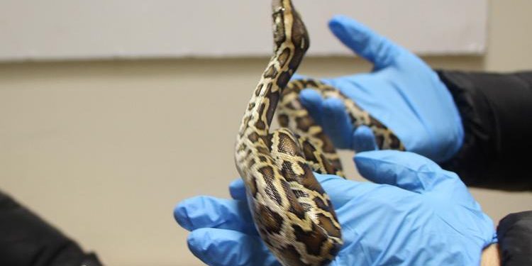 Ticaret Bakanlığı 33 piton yılanının ele geçirildiğini açıkladı