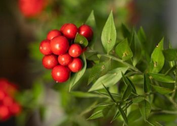 Yılbaşı çiçeği kokina 250 liraya yükselebilir