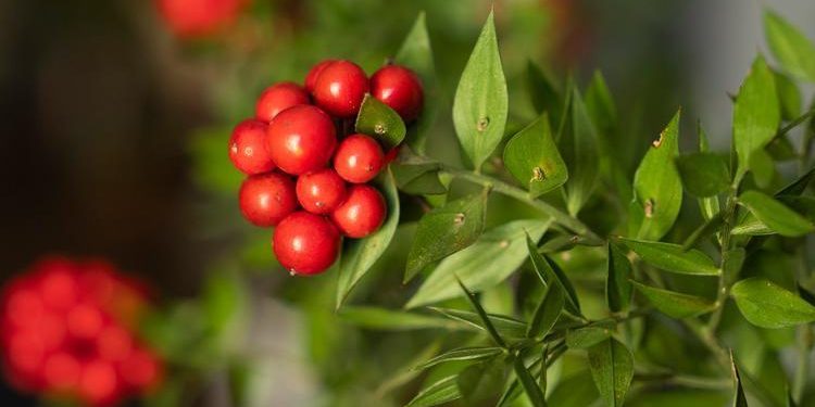 Yılbaşı çiçeği kokina 250 liraya yükselebilir