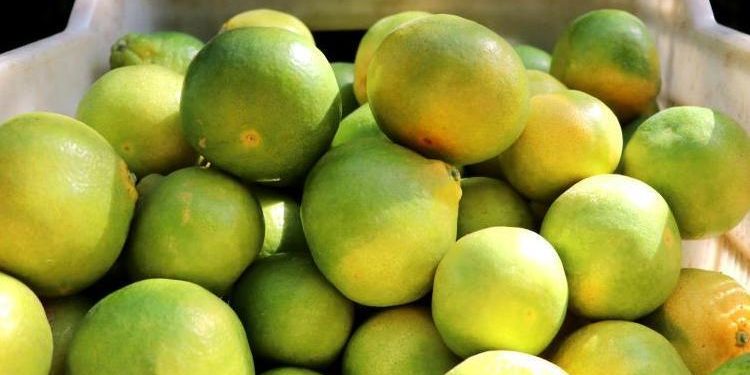 1 liralık mandalina markette 45 liraya satılıyor