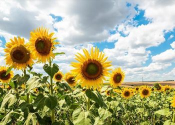 Ayçiçek tohum ve yağında gümrük vergisi düştü