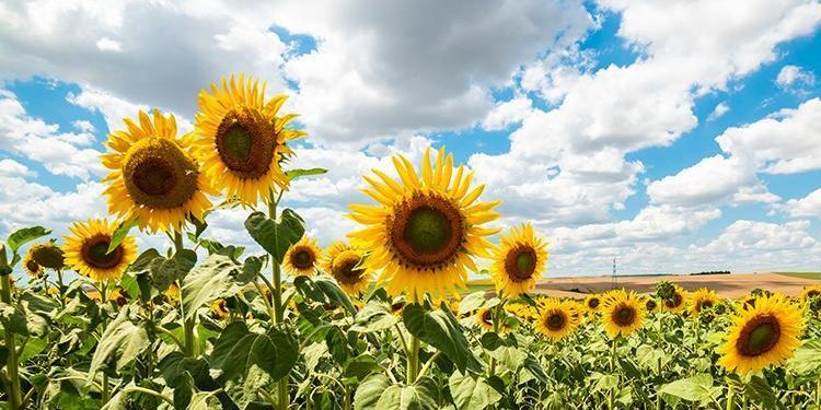 Ayçiçek tohum ve yağında gümrük vergisi düştü