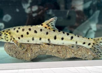 Bakan Yumaklı açıkladı! Kuşağı tükenmek üzere olan Leopar Sazanı, Dicle’de tespit edildi