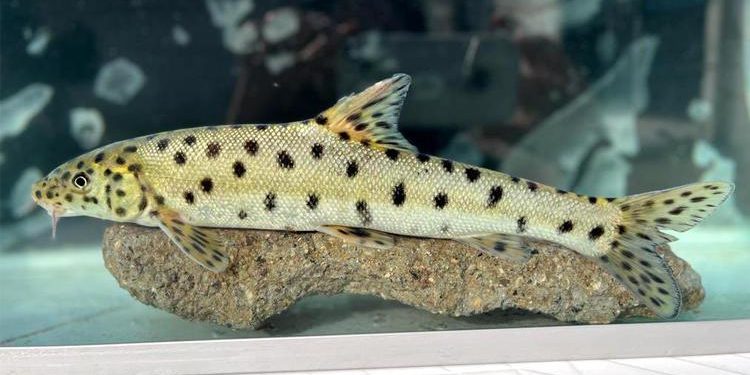 Bakan Yumaklı açıkladı! Kuşağı tükenmek üzere olan Leopar Sazanı, Dicle’de tespit edildi