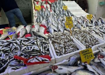 Balığa ilgi arttı