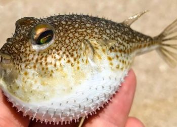 Balon balığı nedir, zehirli mi? Balon balığı yenir mi? İstanbul ve İzmir’de balon balığı tehlikesi!