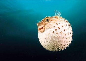 Balon balığından çanta, cüzdan, ayakkabı periyodu