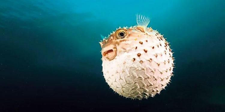 Balon balığından çanta, cüzdan, ayakkabı periyodu