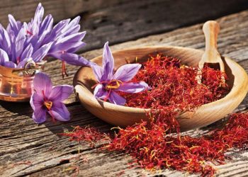 Bin yıllık safran Avrupa yolunda