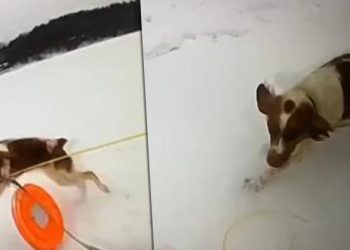 Donmuş göle düşen adamı köpeği kurtardı