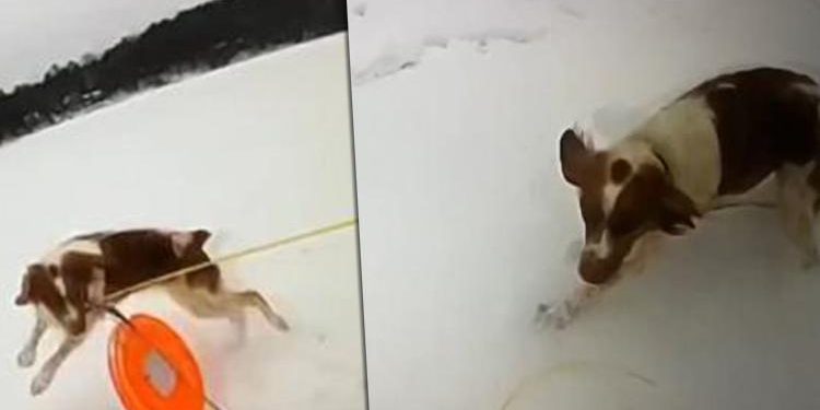 Donmuş göle düşen adamı köpeği kurtardı