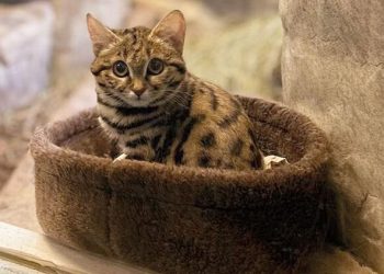 Dünyanın en ölümcül kedisi