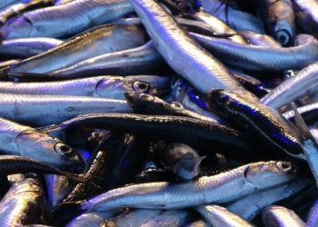 Hamside yeni yıl bolluğu! Fiyatı geriledi