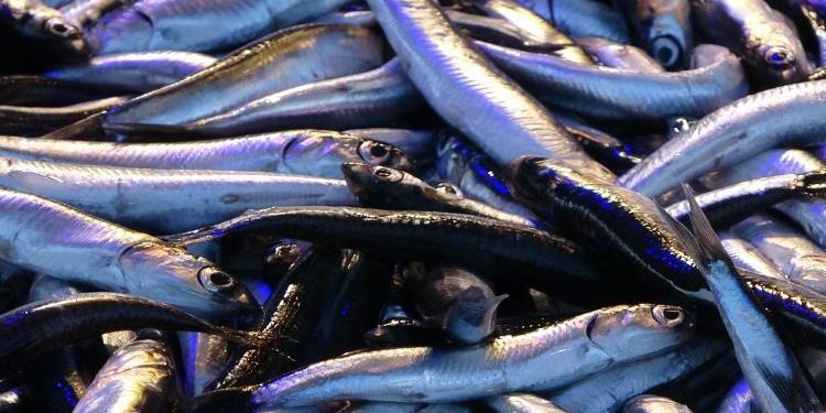 Hamside yeni yıl bolluğu! Fiyatı geriledi