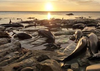 Kıyıda mahsur kalan balina ve yunus sürüsüne ötenazi yapıldı