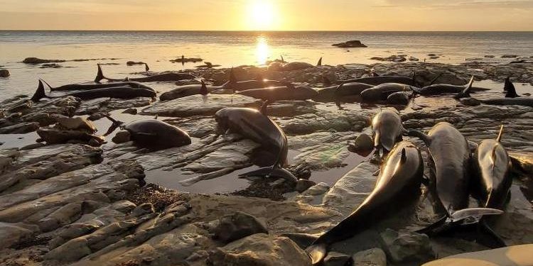 Kıyıda mahsur kalan balina ve yunus sürüsüne ötenazi yapıldı