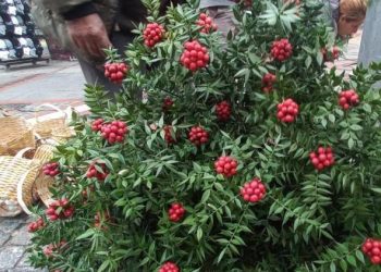 Kokinalara ilgi devam ediyor