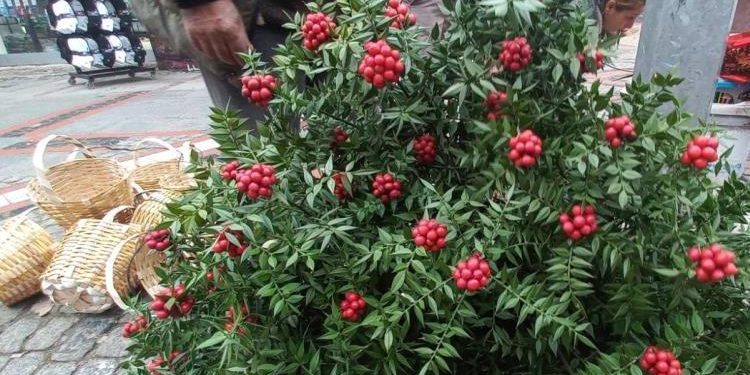 Kokinalara ilgi devam ediyor