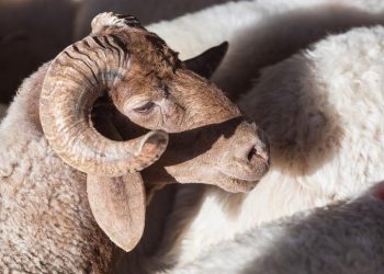 Kurban Bayramı 2024 ne vakit, hangi ay, kaç gün tatil olacak? 2024 Kurban Bayramı tarihi Diyanet!