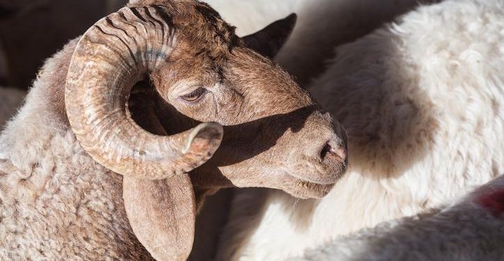 Kurban Bayramı 2024 ne vakit, hangi ay, kaç gün tatil olacak? 2024 Kurban Bayramı tarihi Diyanet!
