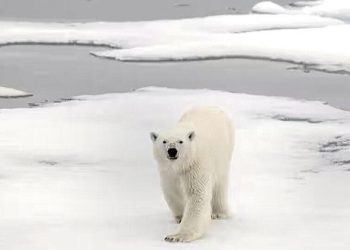 Kutup ayısı, kuş gribinden öldü