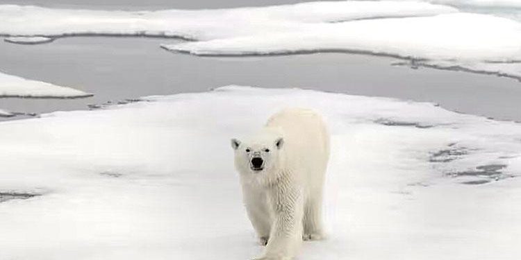 Kutup ayısı, kuş gribinden öldü