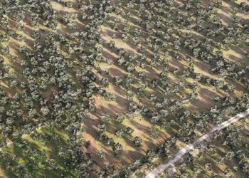 Zeytinliklere hem havadan dronla hem yerden sayım yapılıyor: Zeytin ağaçları tek tek kayda geçti