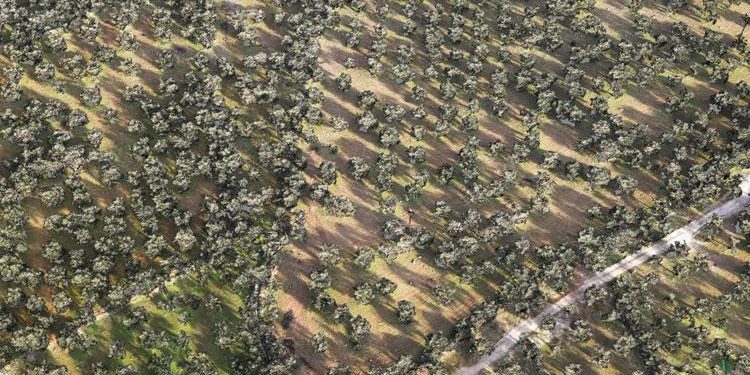 Zeytinliklere hem havadan dronla hem yerden sayım yapılıyor: Zeytin ağaçları tek tek kayda geçti
