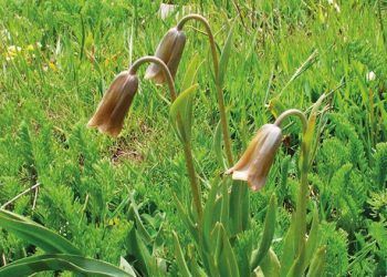 Anamurlu ‘ters lale’ muhafazaya alınacak